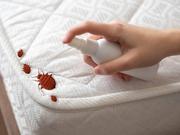 Best Emergency Pest Control  in Charlotte Hall, MD