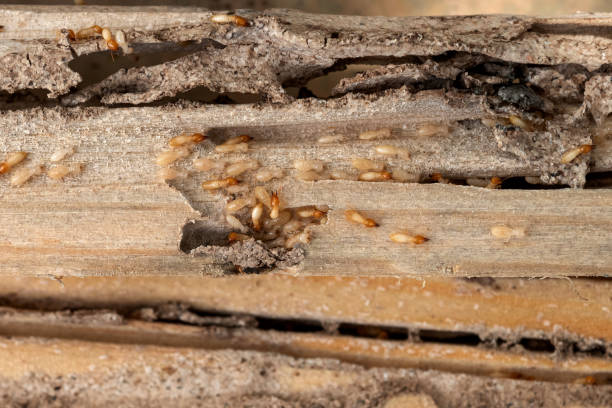 Best Wildlife Control Services  in Charlotte Hall, MD